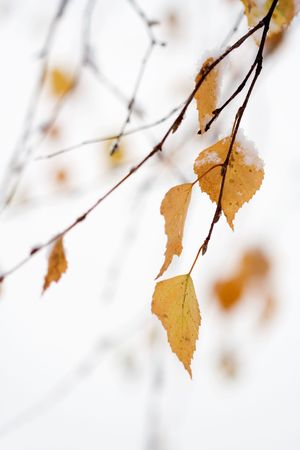Colorful autumn leaves covered with snowの写真素材