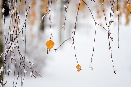 Colorful autumn leaves covered with snowの写真素材