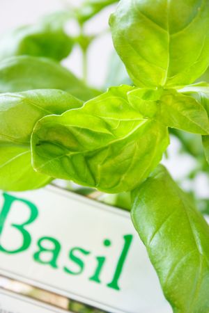 Fresh basil leavesの写真素材