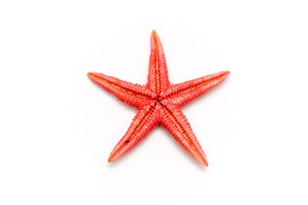 Red starfish on white backgroundの写真素材