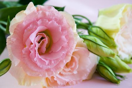 Beautiful pink flowers on light pink backgroundの写真素材