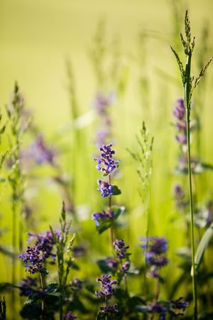 Purple flowers aginst green background, shallow focusの写真素材