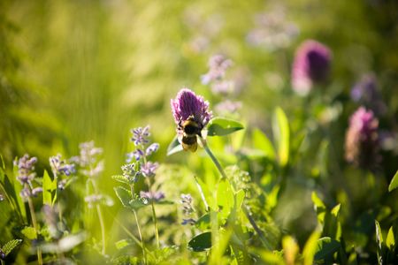 Purple flowers and bee, shallow focus in middleの写真素材