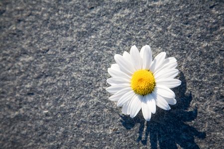 Daisy on rockの写真素材