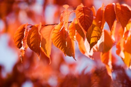 Colourful autumn leaves on beautiful sunny dayの写真素材