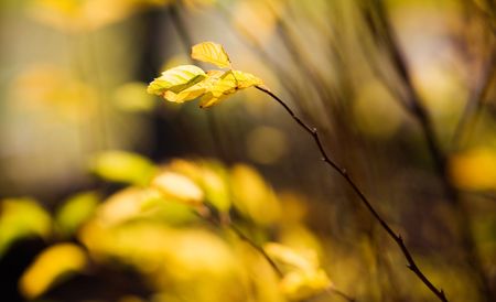 Colourful autumn leaves on beautiful sunny day