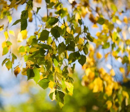 Colourful autumn leaves on beautiful sunny dayの写真素材