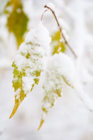 Snow on autumn leaves