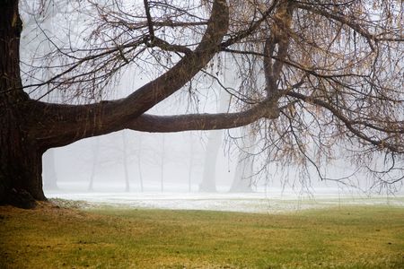 Foggy weather in early winterの写真素材