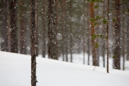 Snowflakes falling in the forestの写真素材