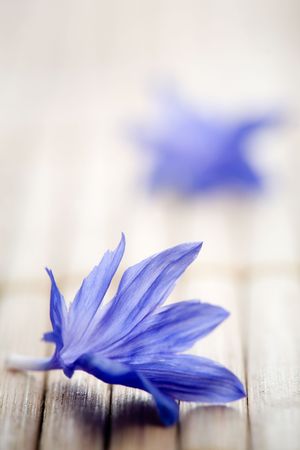 Blue cornflower petals on tableの写真素材
