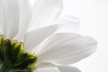 Close-up of white flower petals on whiteの写真素材