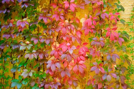 Autumn leaves against yellow wall