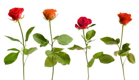 Four colorful roses on white isolated backgroundの写真素材