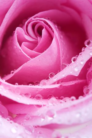 Macro shot of rose with water dropsの写真素材
