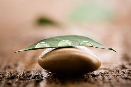 Three water drops on fresh green leafの写真素材