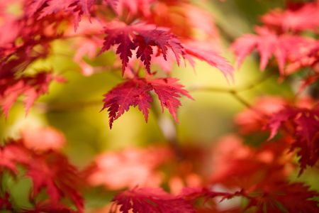 Japanese maple in beautiful autumn colorsの写真素材