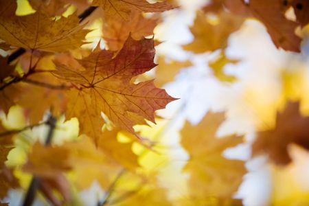 Close-up of maple tree in beautiful autumn colorsの写真素材
