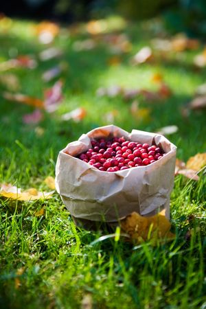 Bunch of cranberries in paper bagの写真素材