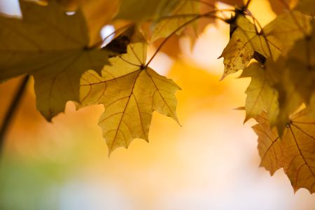 Maple tree in beautiful autumn colors