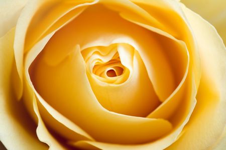 Close up of yellow roseの写真素材