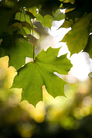 Maple leaf in early autumnの写真素材