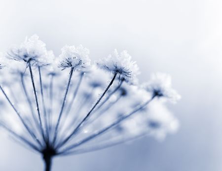 Frozen flower in blue tone, very shallow focus