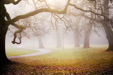 Big maple and oak trees in autum foggy weatherの写真素材