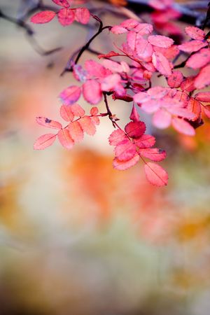Rose in beautiful autumn red color, shallow focus