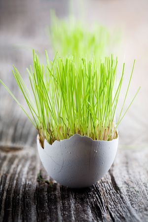 Easter grass growing in egg shell, shallow focus