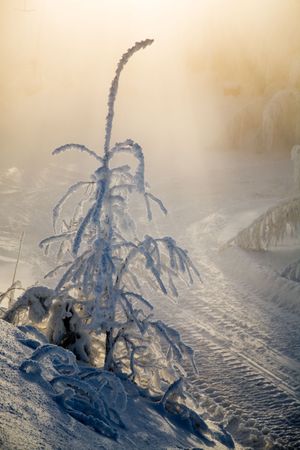 Little tree covered with snow and frostの写真素材