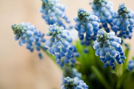 Bunch of fresh muscari flowers, shallow focusの写真素材