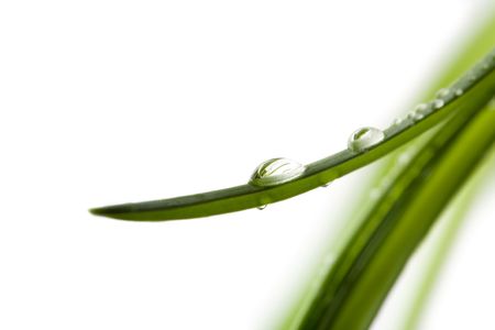 Close up of water drops on green leavesの写真素材