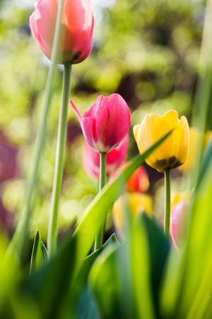 Beautiful tulips in yellow, pink and orange の写真素材