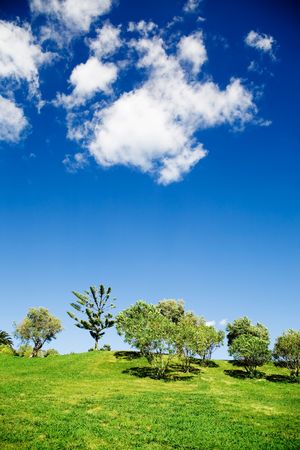 Beautiful summer landscape with trees and blue skyの写真素材