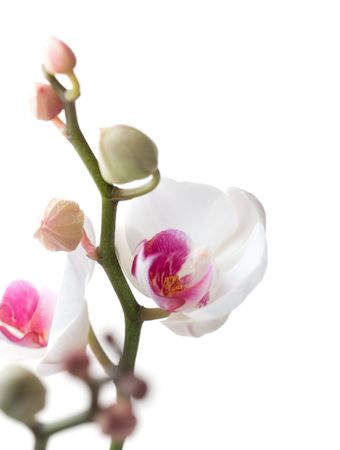 White and pink orchids on white isolated backgroundの写真素材