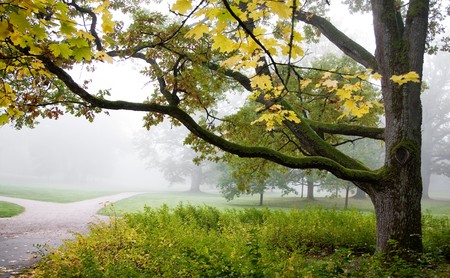 Foggy weather with trees in bright autumn colorsの写真素材