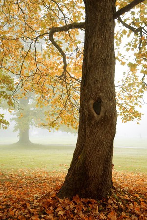 Foggy weather with trees in bright autumn colorsの写真素材