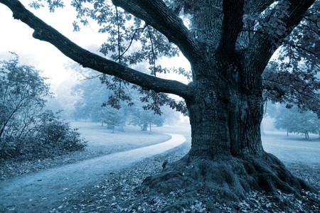 Foggy weather with trees in bright autumn colorsの写真素材