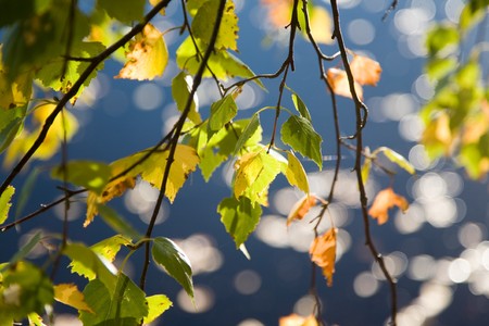 Branch of birch in beautiful autumn colorsの写真素材