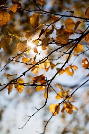 Branch of birch in beautiful autumn colorsの写真素材