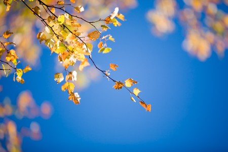 Branch of birch in beautiful autumn colorsの写真素材