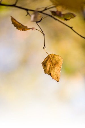 Branch of birch in beautiful autumn colorsの写真素材