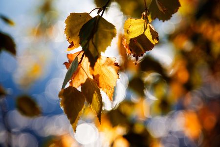 Branches of birch in beautiful autumn colorsの写真素材