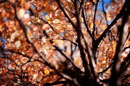 Branches of birch in beautiful autumn colorsの写真素材