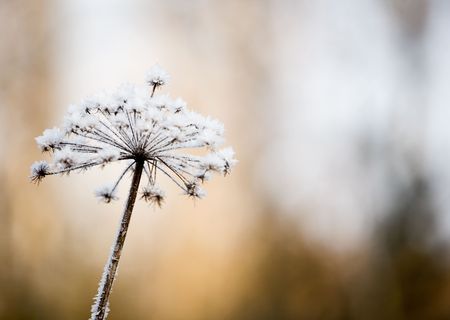 Flower in winter with frozen ice crystals