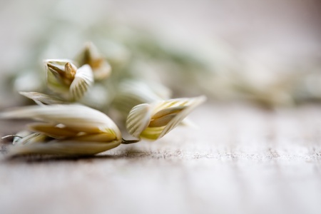Close up of oat seeds on wooden tableの写真素材