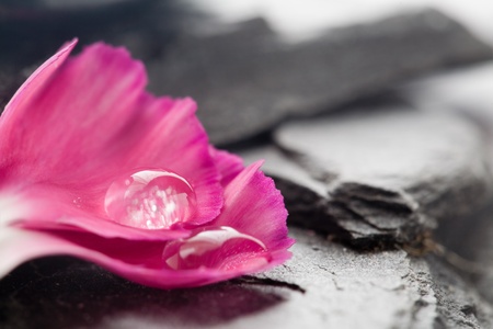 Close up of water drops on dianthus petalの写真素材