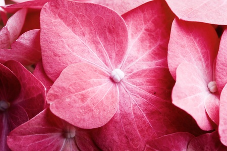 Detail of pink hortensia petals, selective focusの写真素材