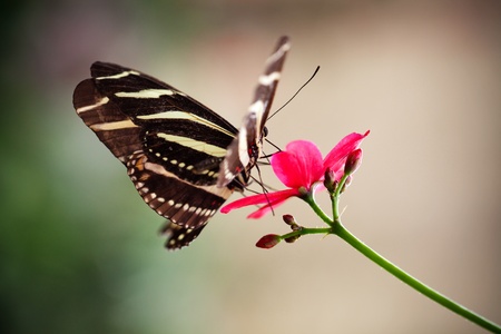 Close up of beautiful butterfly, selective focus